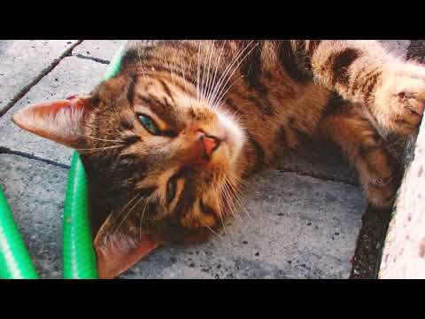 Paweł Ruszkowski - "Kołysanka"