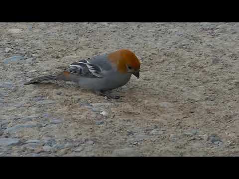Pine Grosbeak