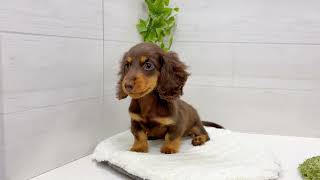 ミニチュアダックスの動画01