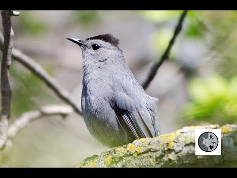 download lagu mp3 mp4 Moqueur Chat, download lagu Moqueur Chat gratis, unduh video klip Moqueur Chat