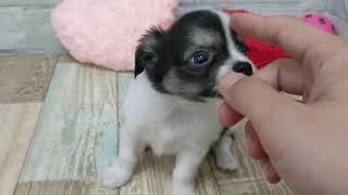 ハーフ犬の動画02