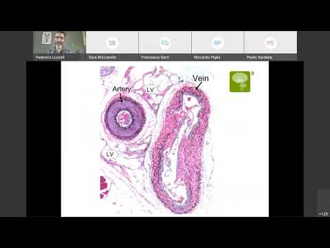 19b Istologia Vasi Sanguigni