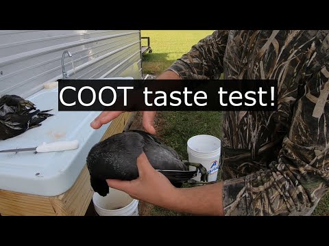 , title : 'COOT VS Duck taste test! Surprising results! Coot catch and cook'