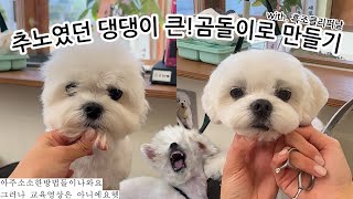 말티즈 큰곰돌이 얼굴컷🐻‍❄️ㅣ흑조클리퍼날 이거이거 요물입니다💫🌟✨