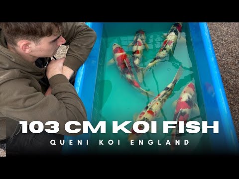 103 cm Koi Fish - Ueno Koi Fish Showa 4K🏴󠁧󠁢󠁥󠁮󠁧󠁿🇬🇧🇯🇵😳😱