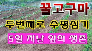 [텃밭농부. 1,055]  꿀고구마 2번째로 수평심기 그리고 6일후 잎의 생장 #고구마재배