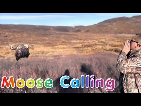 Team Hmong Alaska Hunt Moose 2022 Part.10