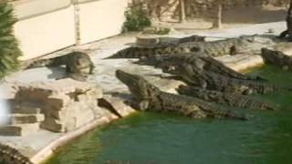 preview picture of video 'crocodile farm'