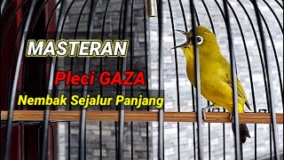 Download lagu GAZA Pleci Masteran Shoots in a Long Line mp3 Download lagu GAZA Pleci Masteran Shoots in a Long Line mp3