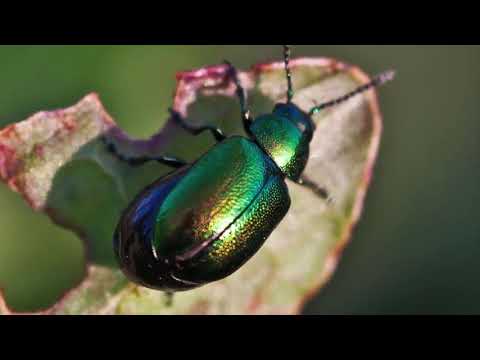 Universe Inside You   Anti Gravity Technology Hidden in Nature   Viktor Grebennikov   Facebook