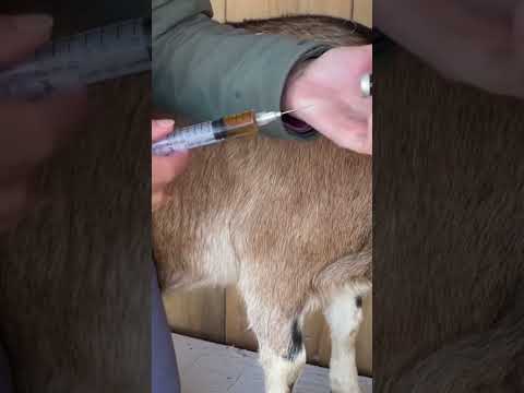 Sheep and Goat Injection Site #injection #shots #goatfarming #homesteading #animals #shorts #goat