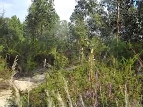 Barrosa Trail (2009) By Gerson