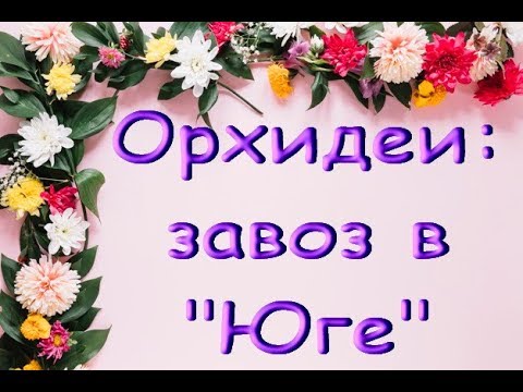 ЗАВОЗ прекрасных ОРХИДЕЙ в "Юге",купила "БАБОЧКУ",26.10.19,Самара,ул.Авиационная,8..