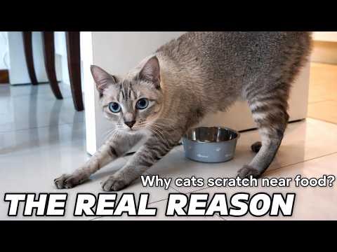 Why Do Cats Scratch the Floor Around Their Food Bowl? 😳 The Real Reason!