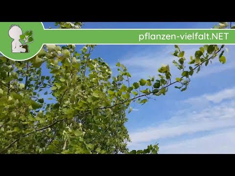 download lagu mp3 mp4 Espenlaub, download lagu Espenlaub gratis, unduh video klip Download Espenlaub Mp3 dan Mp4 Music Online Gratis