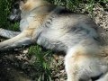German Shepherd experiencing Bloat (GDV) 