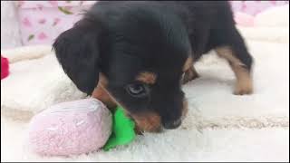 ハーフ犬の動画01