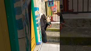 Download lagu BANTENGAN #anak #anakanak #funny #viral #fyp #bantengan #bantenganmalang #mberot #jaranan #barongan mp3