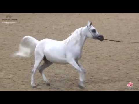 N 160 RANIAH AL SHAQAB   10th Qatar International Arabian Peninsula Horse Show 2020   7 10 Years Old