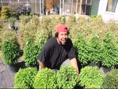 Plants for an English Garden