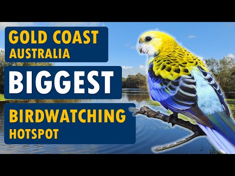 Gold Coast's Biggest Birdwatching Hotspot, Australia