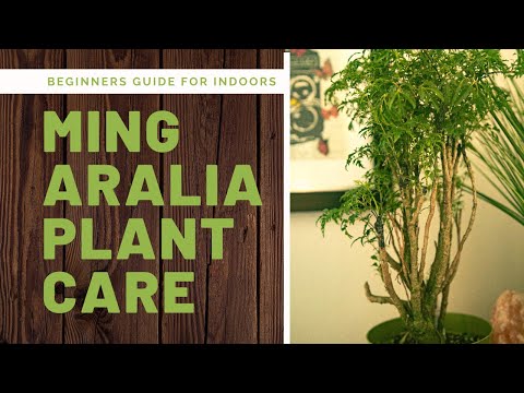 image-How long does it take for Ming Aralia to grow?