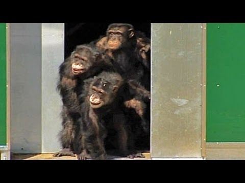 After 30 years in the lab: Chimpanzees see sunlight for the first time