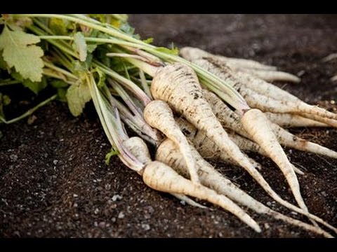 , title : 'HOW TO  GROW PARSNIPS'
