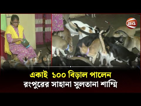 একাই  ১০০ বিড়াল পালেন রংপুরের সাহানা সুলতানা শাম্মি | Rangpur Cat | Channel 24