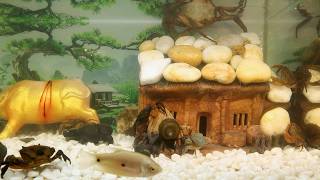 Download lagu The hunting skills of small crabs lying under the buffalo's belly to hunt prey mp3 Download lagu The hunting skills of small crabs lying under the buffalo's belly to hunt prey mp3