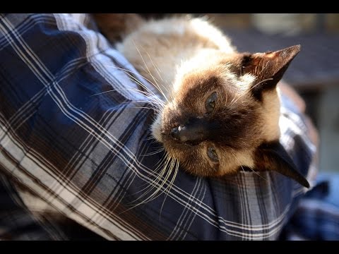 Cat finds its way home after 8 years