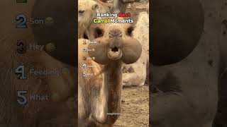 Ranking Best Camel Moments