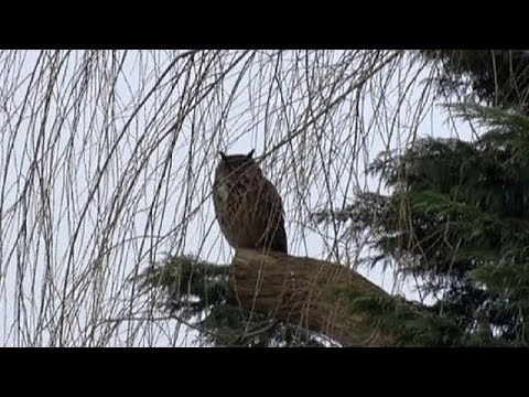 Le hibou grand-duc fait son retour en Alsace - Le Parisien