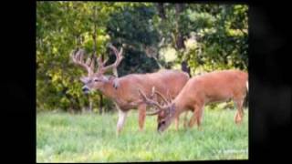 preview picture of video 'Trophy WhiteTail Deer Hunting PA'