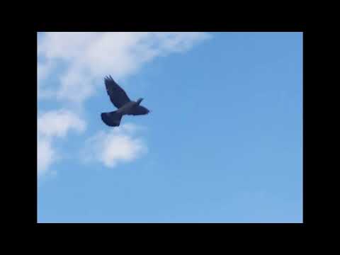 Friedens-Kanon aus dem Lied der Erde zum Mitsingen🕊