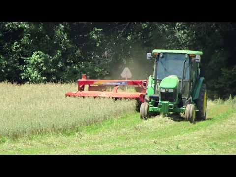 John Deere 5065M mowing Spring Oats for hay