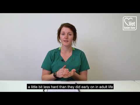 YouTube video about: Can senior dogs eat puppy food?