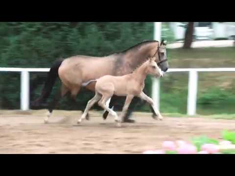 61 – Newlands Daily Sunday, HF von Dating AT - FS Coco Jambo, *06.05.2018