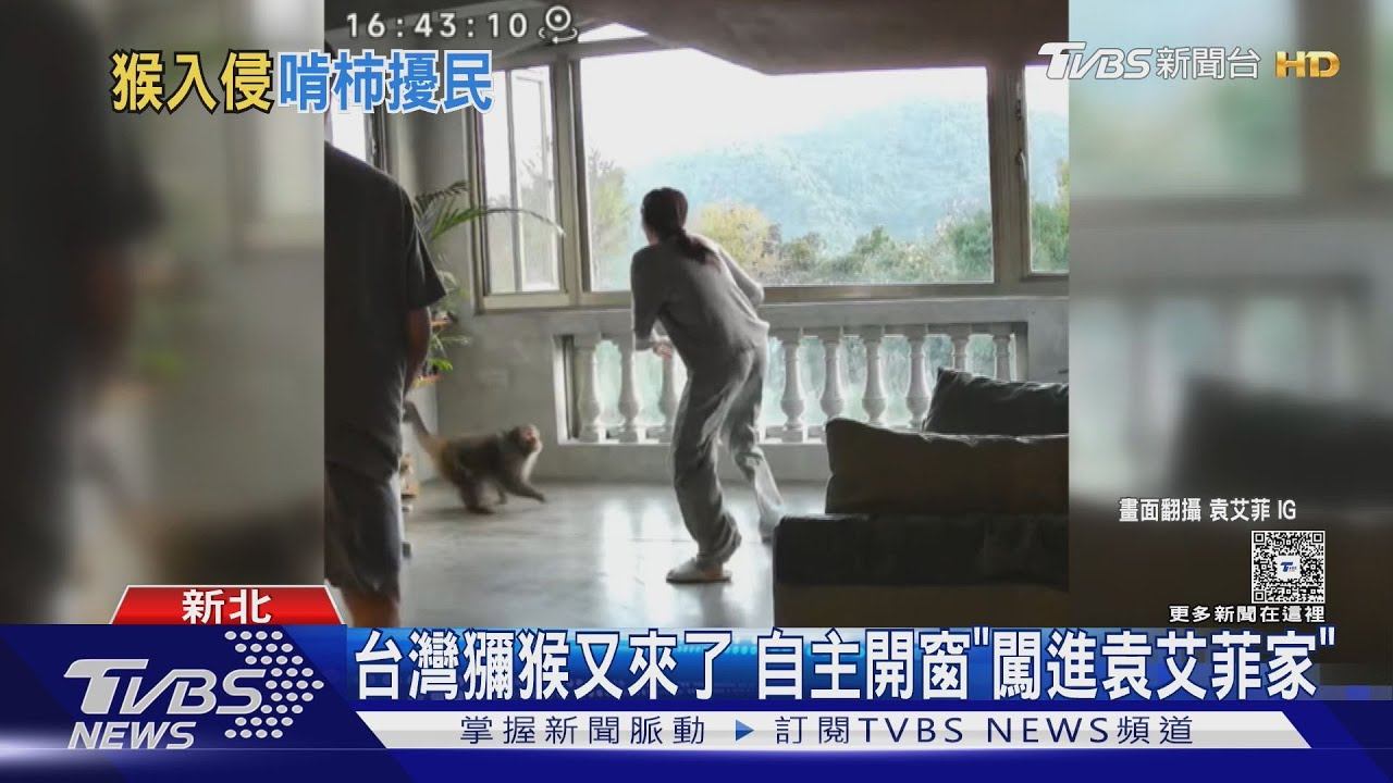 猴子又來啦！袁艾菲家全都錄　新店山區民眾：很常見
