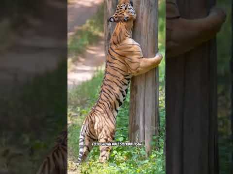 🦁Lion vs Tiger Real Fight ! By Wild Battles