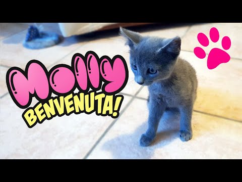ABBIAMO ADOTTATO UN GATTINO! VI PRESENTIAMO MOLLY | Lore & Tina SUMMER VLOGS 2021