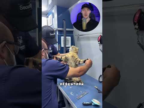 Эти котики навсегда запомнят свой поход к ветеринару😂 #коты #животные #shorts