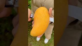 Download lagu कौन सा आम है भाई😲 #comedy #chinesedrama #trending #tiktok #ytshorts #viral #video #mango mp3