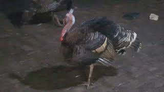 Tamil Turkey Bird Tarki Murgi Palon Pet Turkey Turkey Bird Sound