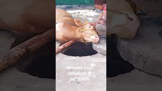 Download lagu momen mengharukan #sapi sebelum di sembelih pada idul #adha #lembu #fyp mp3