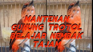 Download lagu MANTENAN TROTOL JANTAN BELAJAR BUNYI || PANCINGAN BURUNG MANTENAN AGAR GACOR mp3 Download lagu MANTENAN TROTOL JANTAN BELAJAR BUNYI || PANCINGAN BURUNG MANTENAN AGAR GACOR mp3