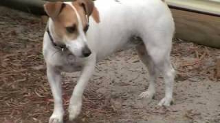 Scooter&#39;s Debut Dec 09