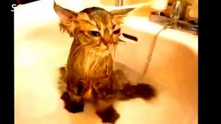 Приколы\коты-котики-собаки!!!