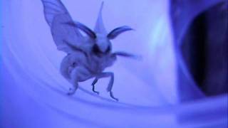Bombyx Mori Silkmoth Waving