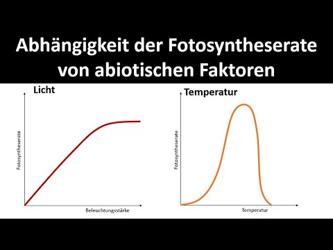 Dependence of photosynthesis / photosynthesis rate on abiotic factors [Biology, upper secondary l...